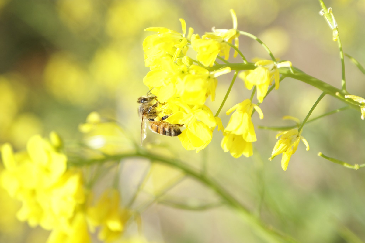 ミツバチと環境
